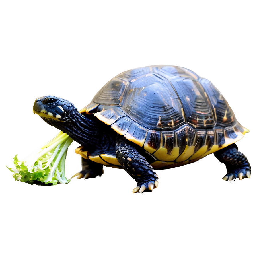 Turtle Eating Lettuce Png Yyv75 PNG Image