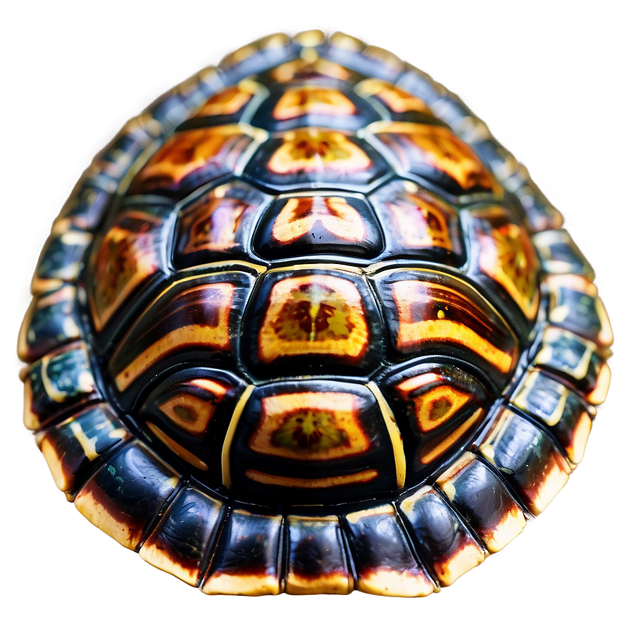 Turtle Shell Texture Close-up Png 06132024 PNG Image