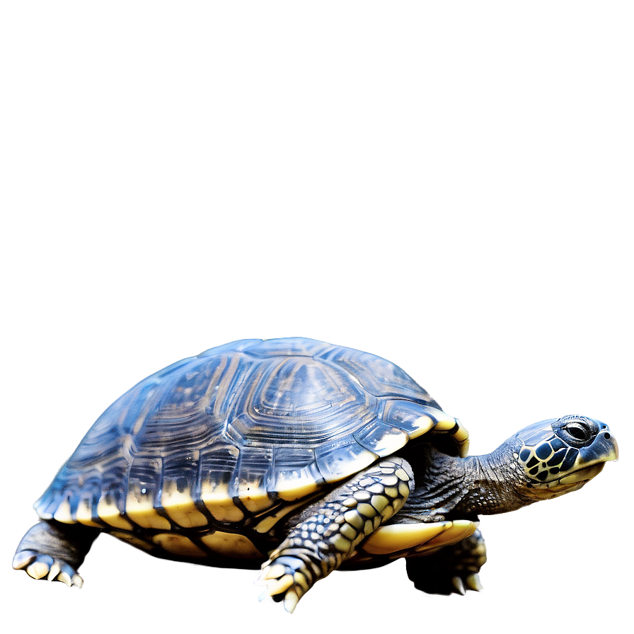 Turtle With World On Back Png Pqt PNG Image