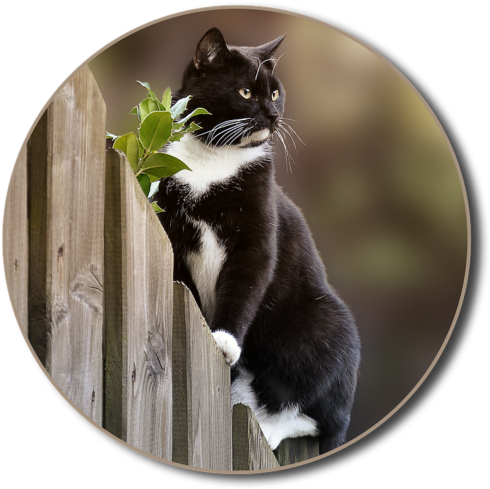 Tuxedo Caton Fence PNG Image