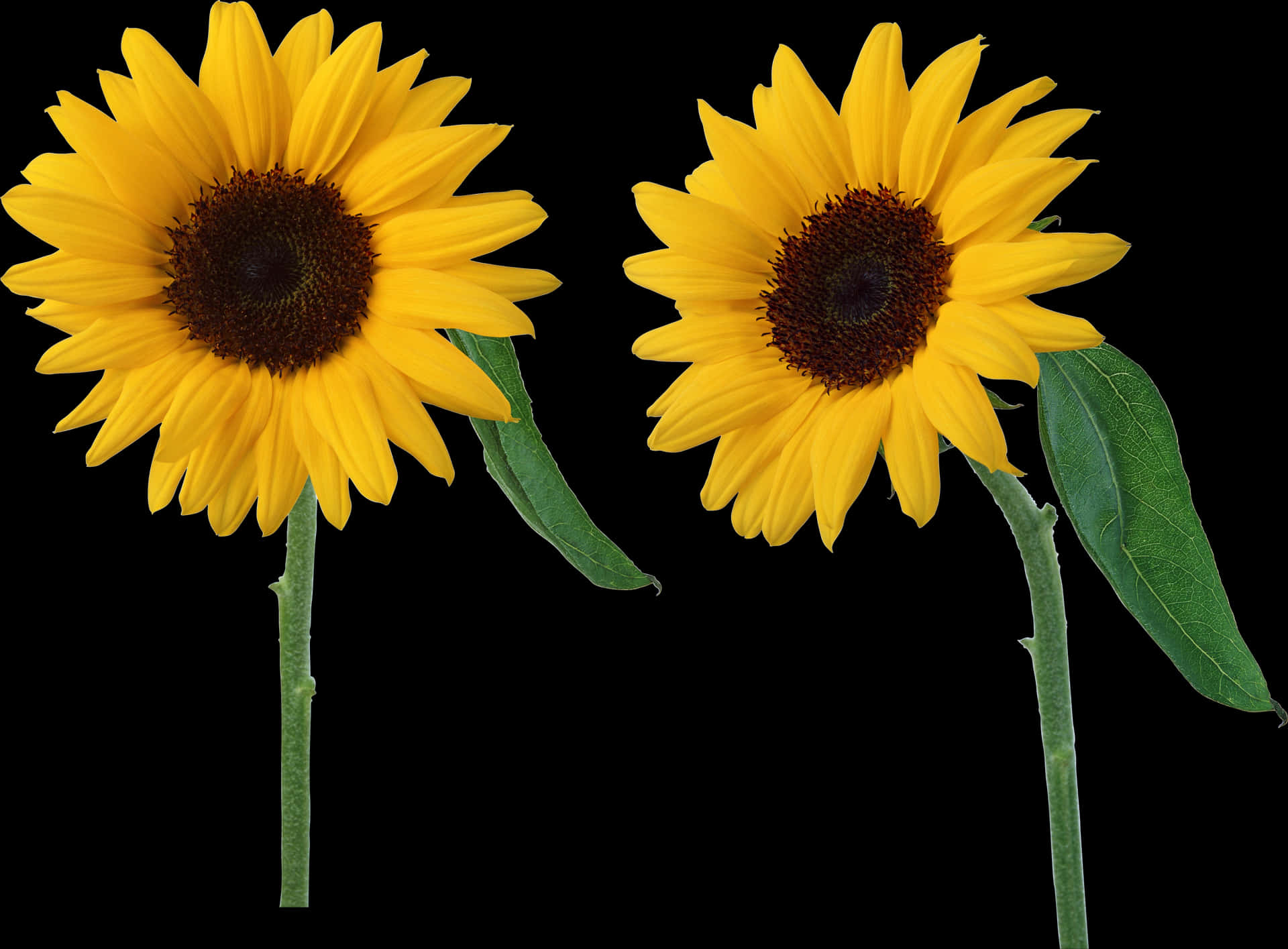 Twin Sunflowers Black Background PNG Image