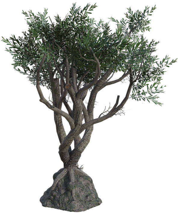 Twisted Olive Tree3 D Model PNG Image