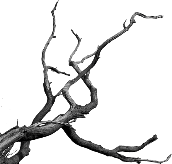 Twisted Tree Branches Silhouette PNG Image