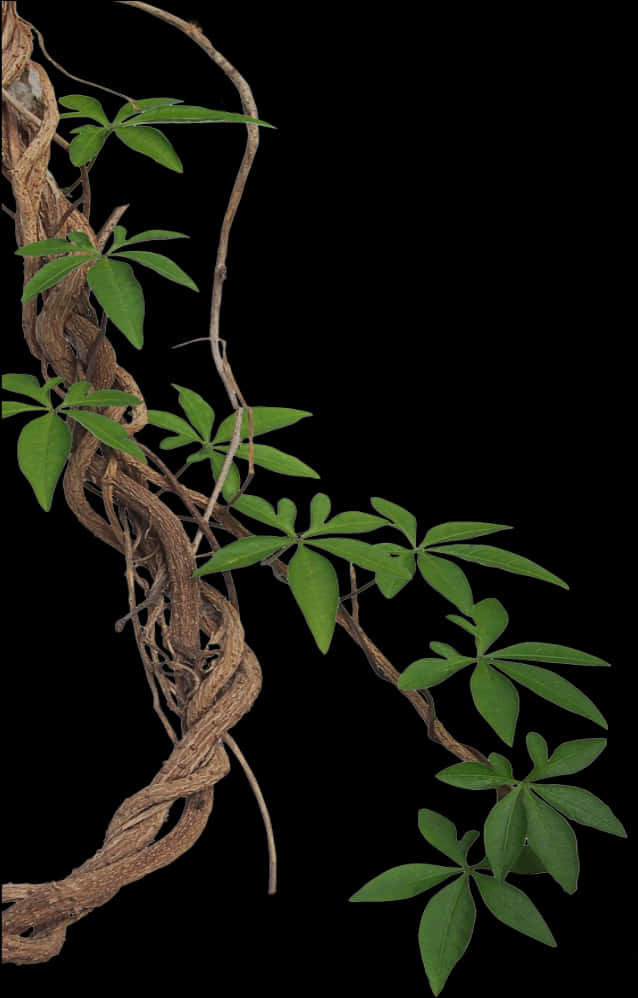 Twisting Vinewith Green Leaves PNG Image