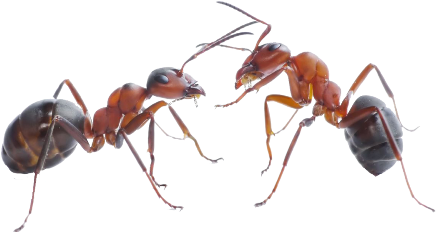 Two Ants Facing Each Other PNG Image