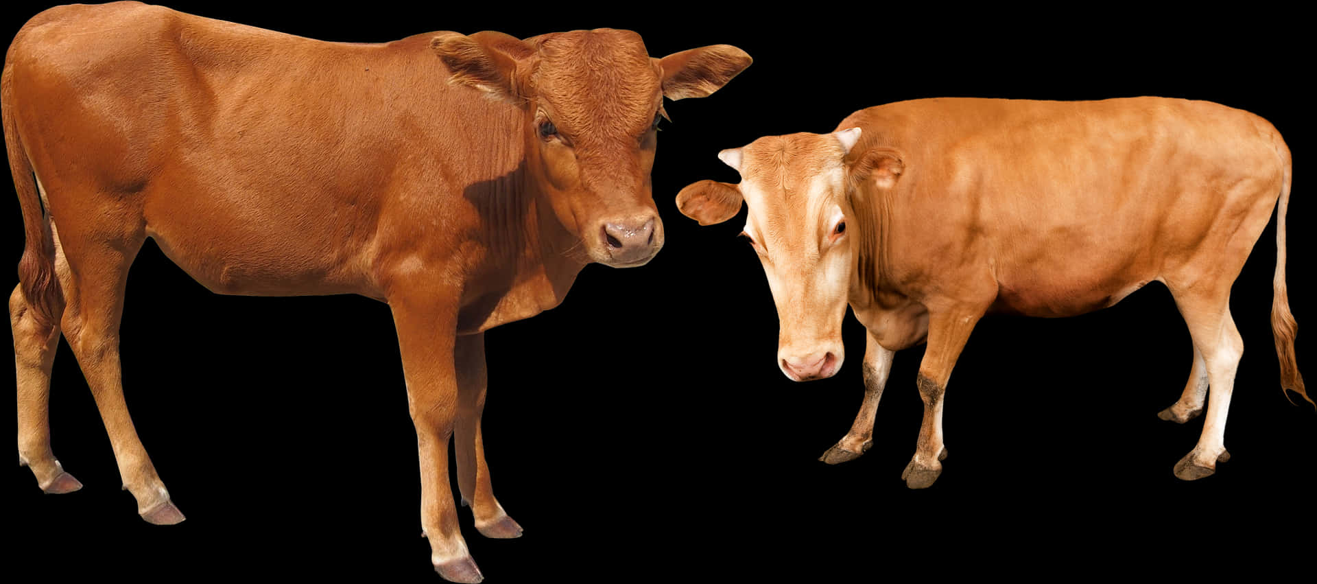 Two Brown Cows Black Background PNG Image