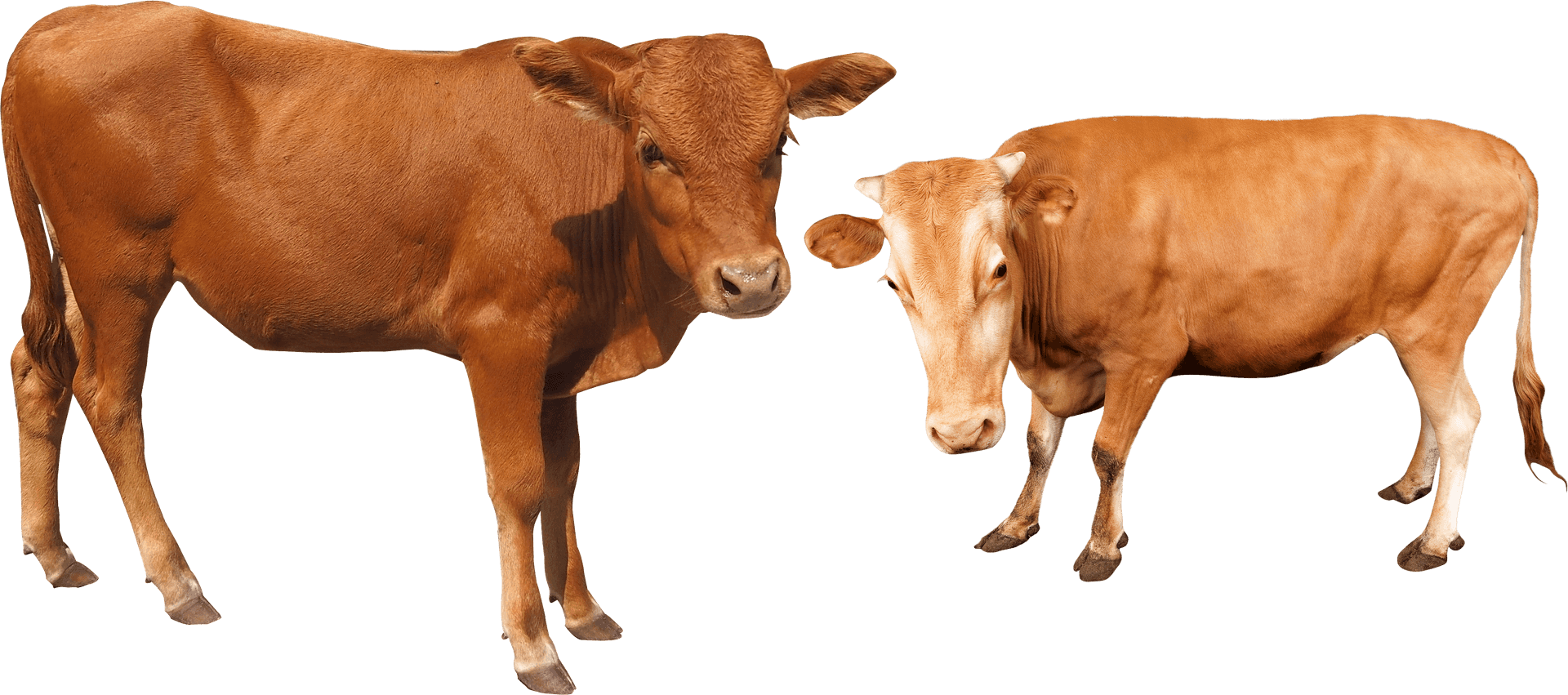 Two Brown Cows Transparent Background PNG Image