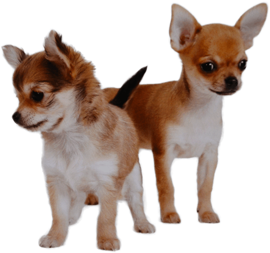 Two Chihuahuas Standing PNG Image