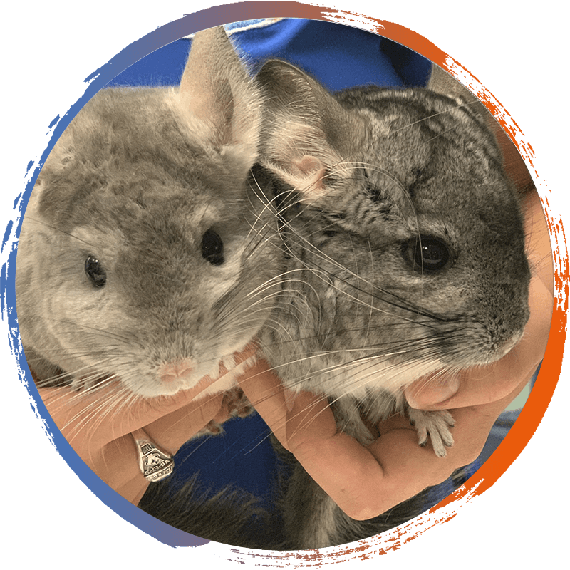 Two Chinchillas Held Gently PNG Image