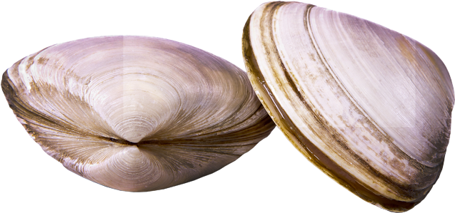 Two Clams Closed Shells PNG Image