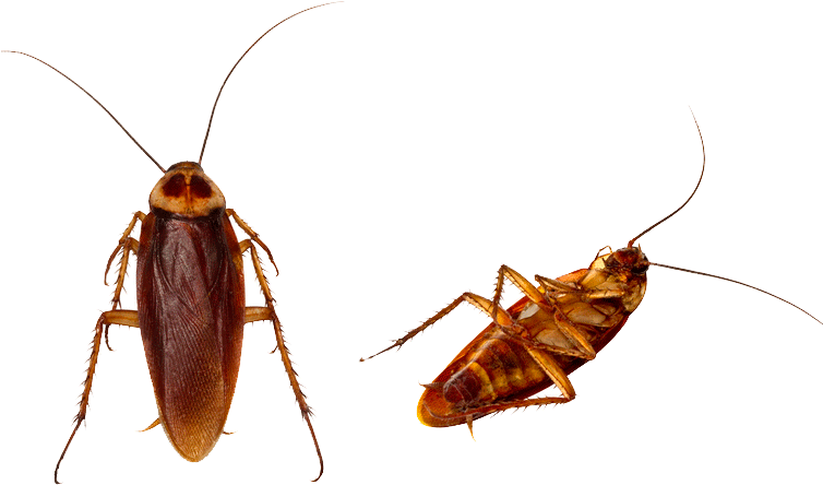 Two Cockroaches Transparent Background PNG Image