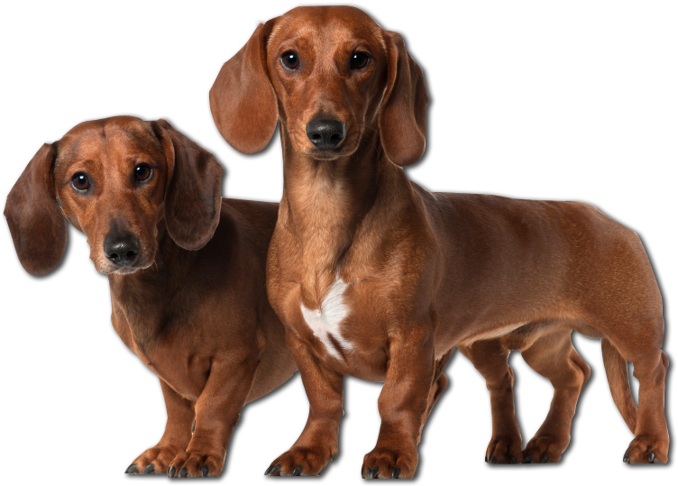 Two Dachshunds Standing PNG Image