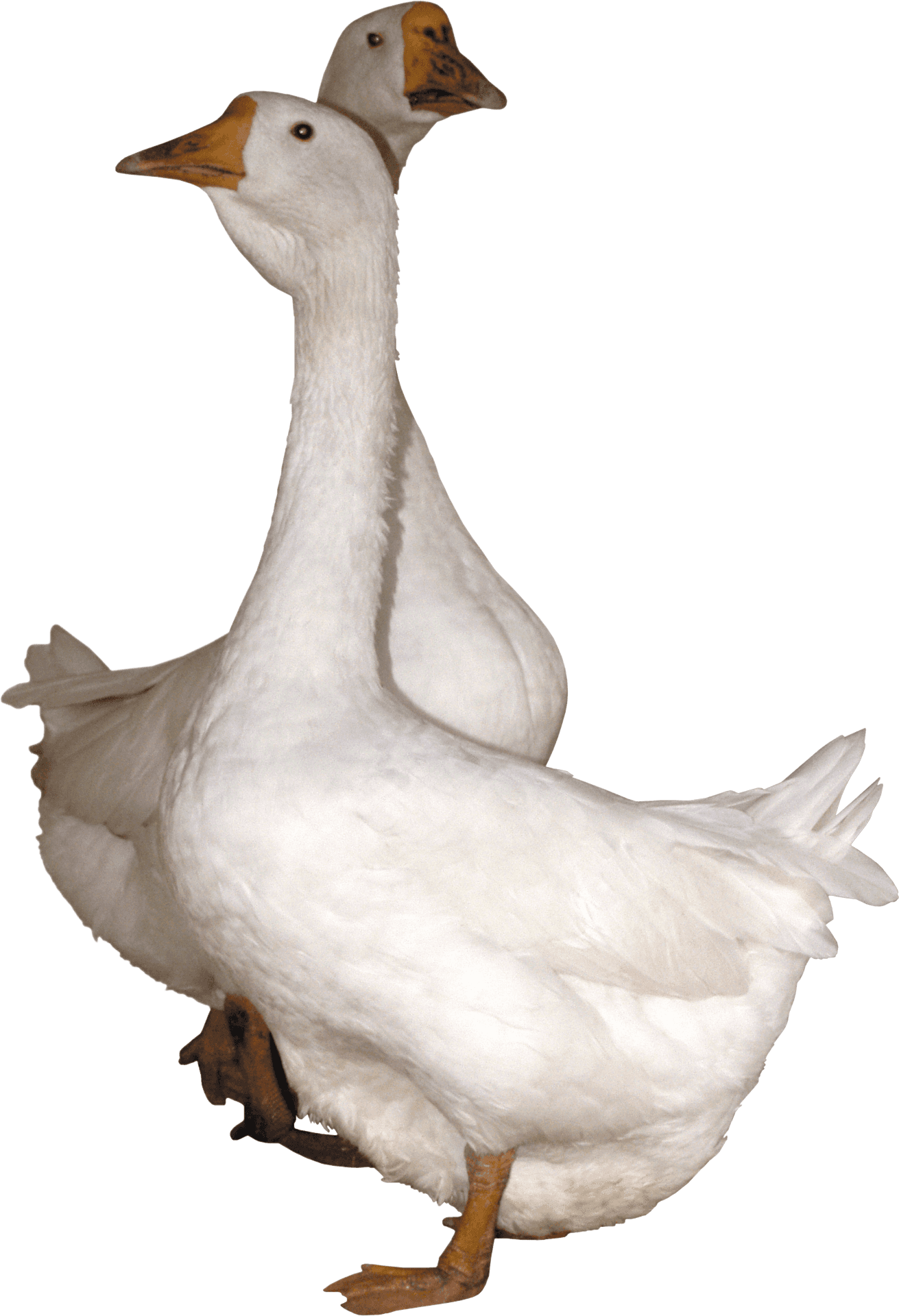 Two Headed Goose Illusion PNG Image