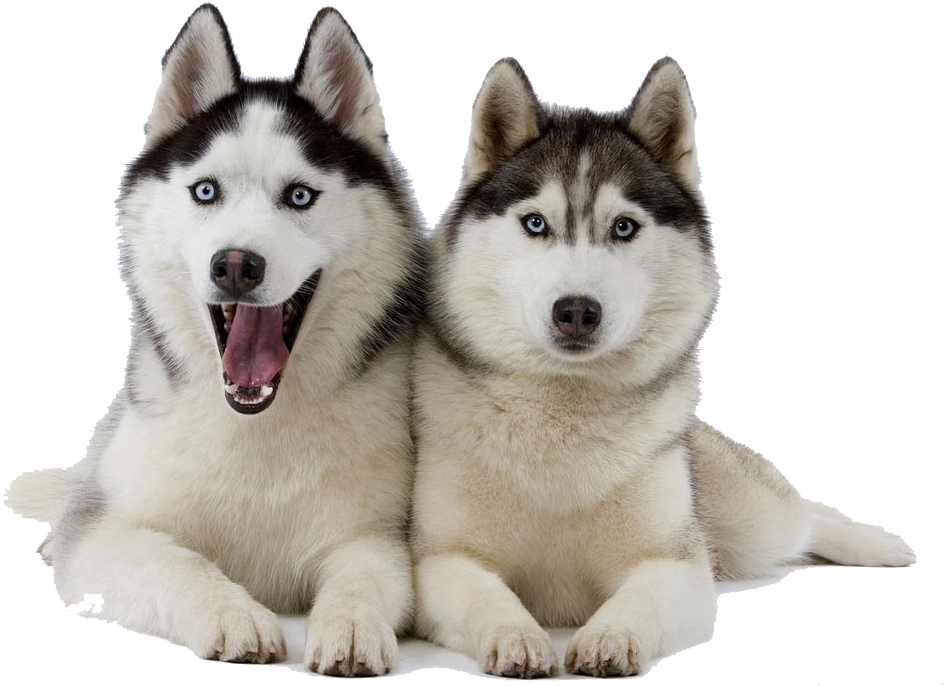 Two Huskies Posing PNG Image