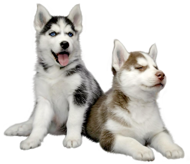 Two Husky Puppies Relaxing PNG Image