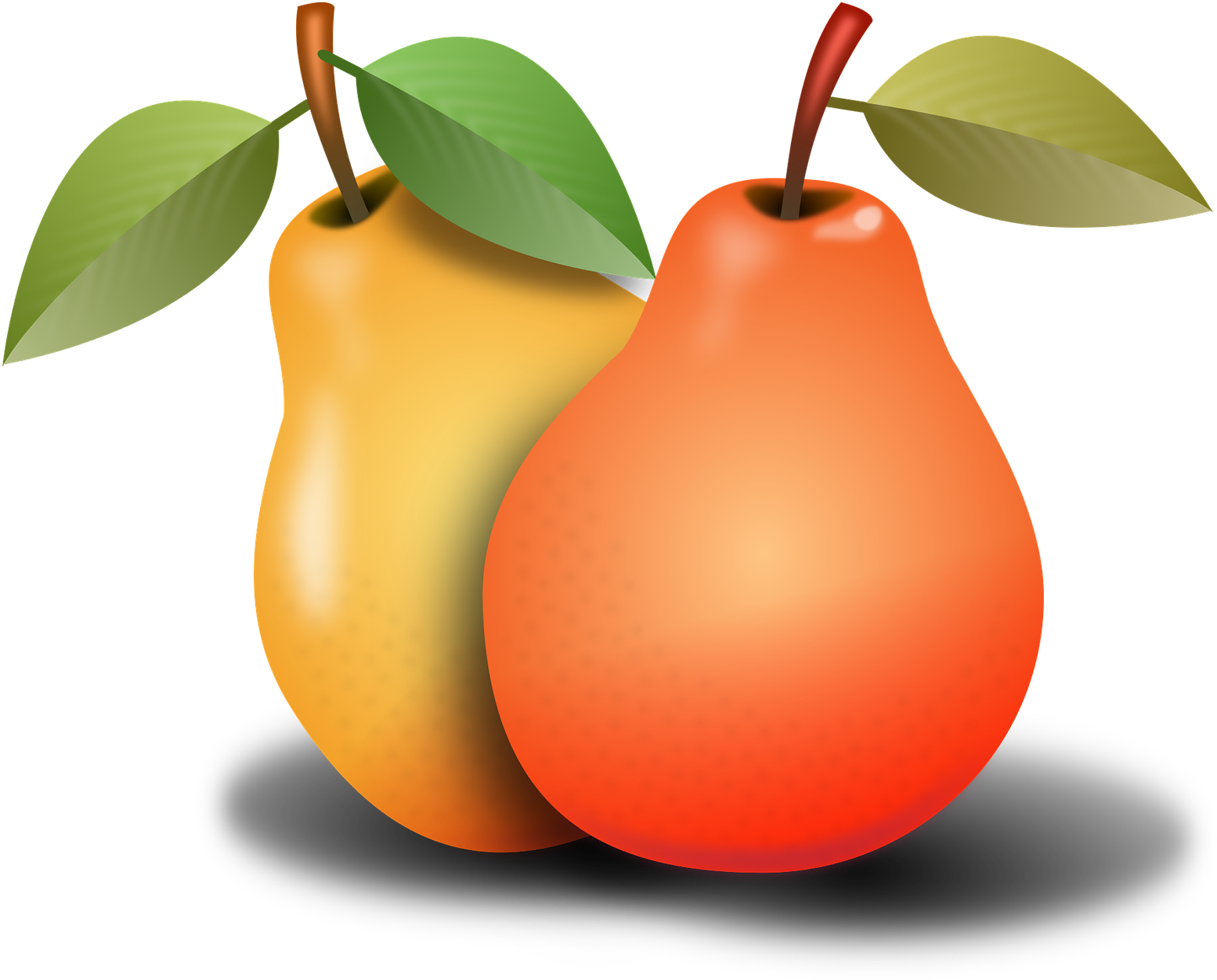 Two Pears Illustration PNG Image