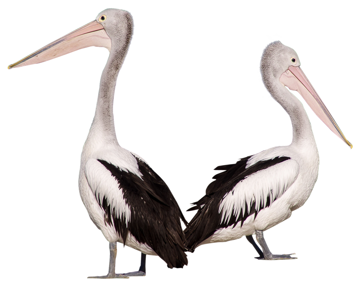 Two Pelicans Standing Together PNG Image