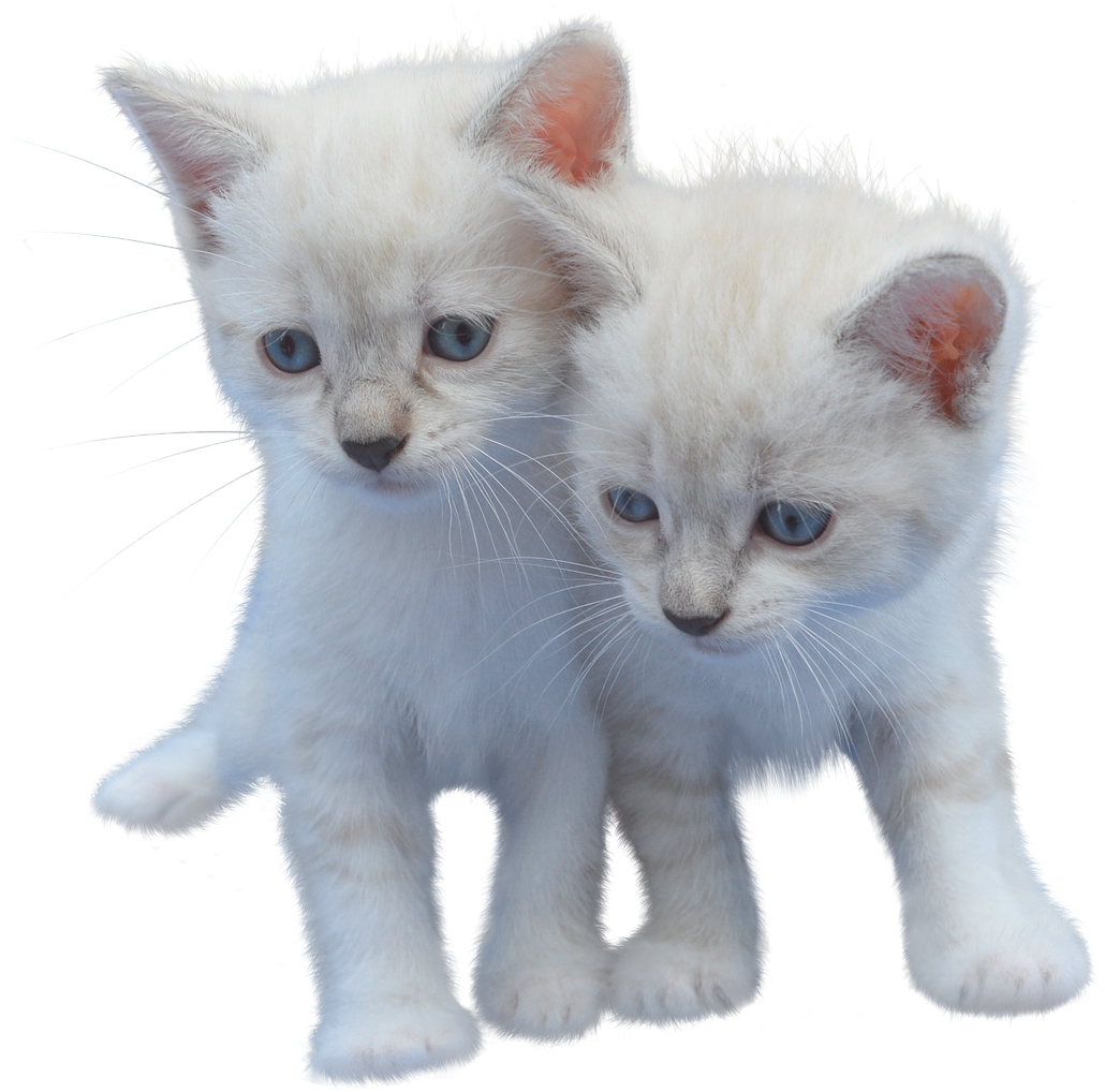 Two White Kittens Together PNG Image