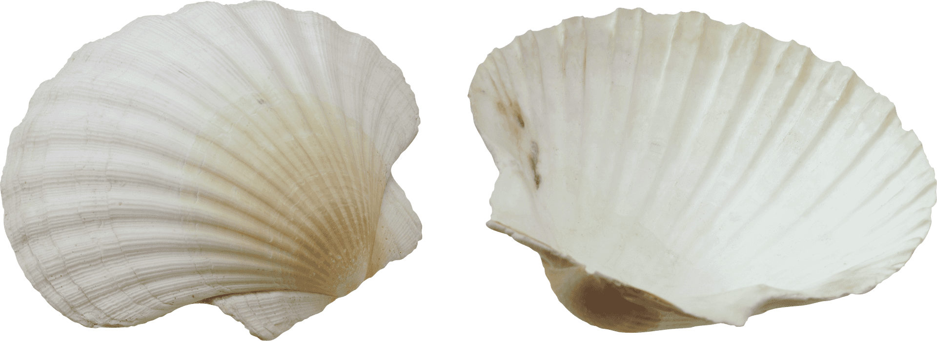 Two White Seashells Isolated Background PNG Image