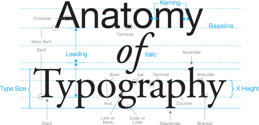 Typography Anatomy Explained PNG Image