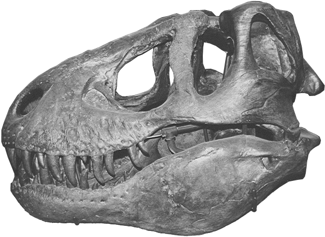 Tyrannosaurus Rex Skull Fossil PNG Image