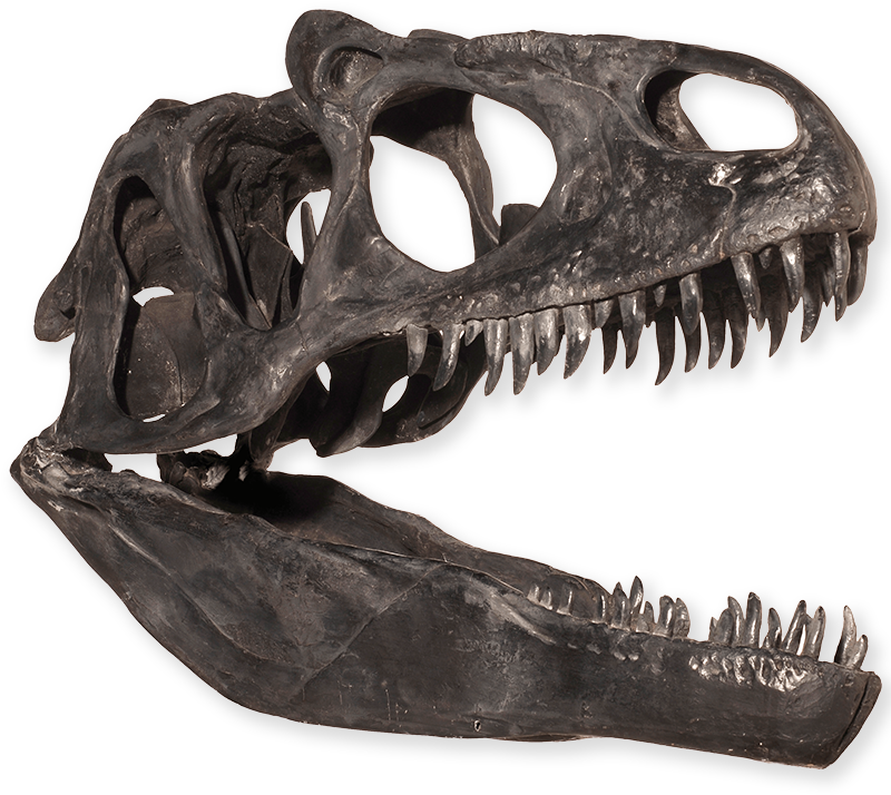 Tyrannosaurus Rex Skull Fossil PNG Image