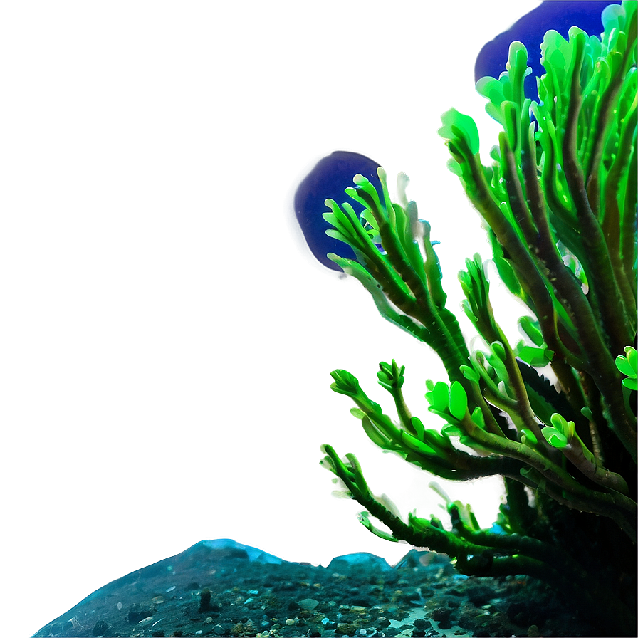 Underwater Algae Scene Png Pmp PNG Image