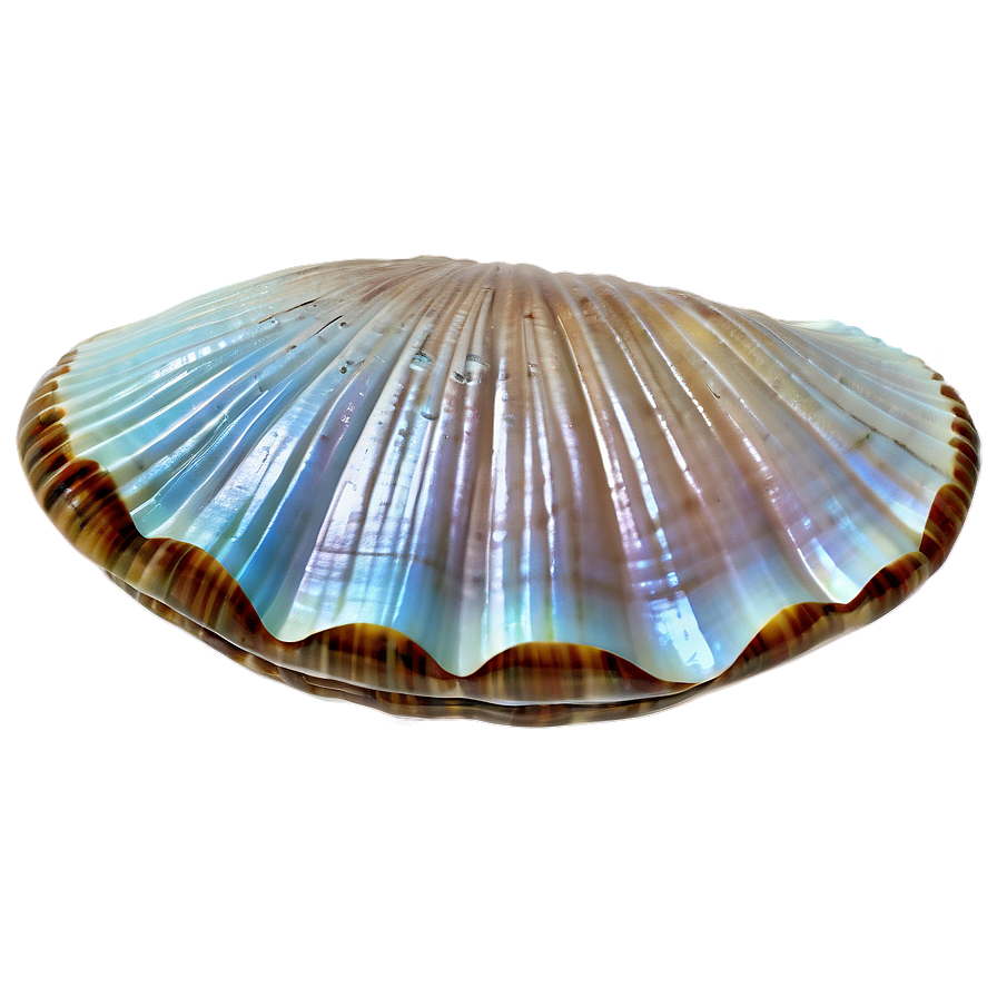 Underwater Clam Shell Png Rwi PNG Image