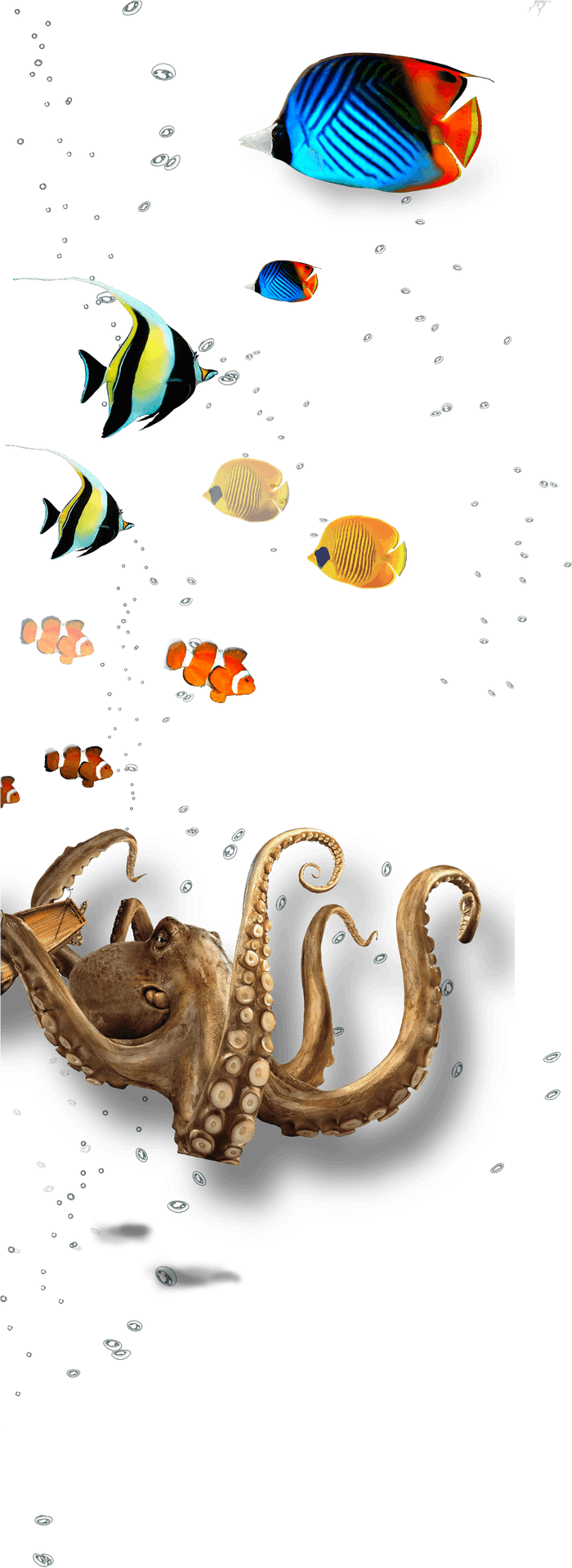 Underwater Marine Life Collage PNG Image