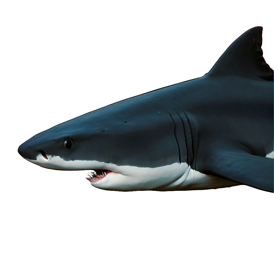 Underwater Sharks Png Qkb96 PNG Image