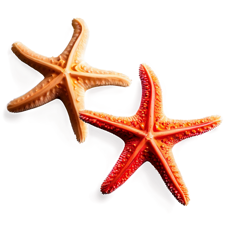 Underwater Starfish Png 8 PNG Image