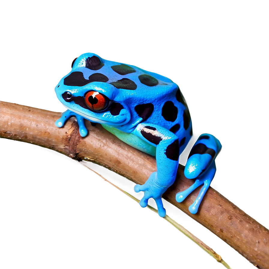 Unique Poison Dart Frog Png Akq PNG Image