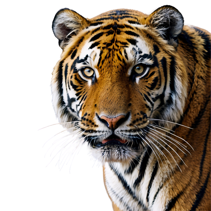 Untamed Wild Tiger Png Lgt65 PNG Image