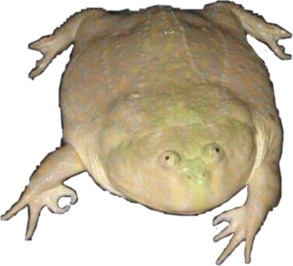 Unusual Frog Perspective PNG Image