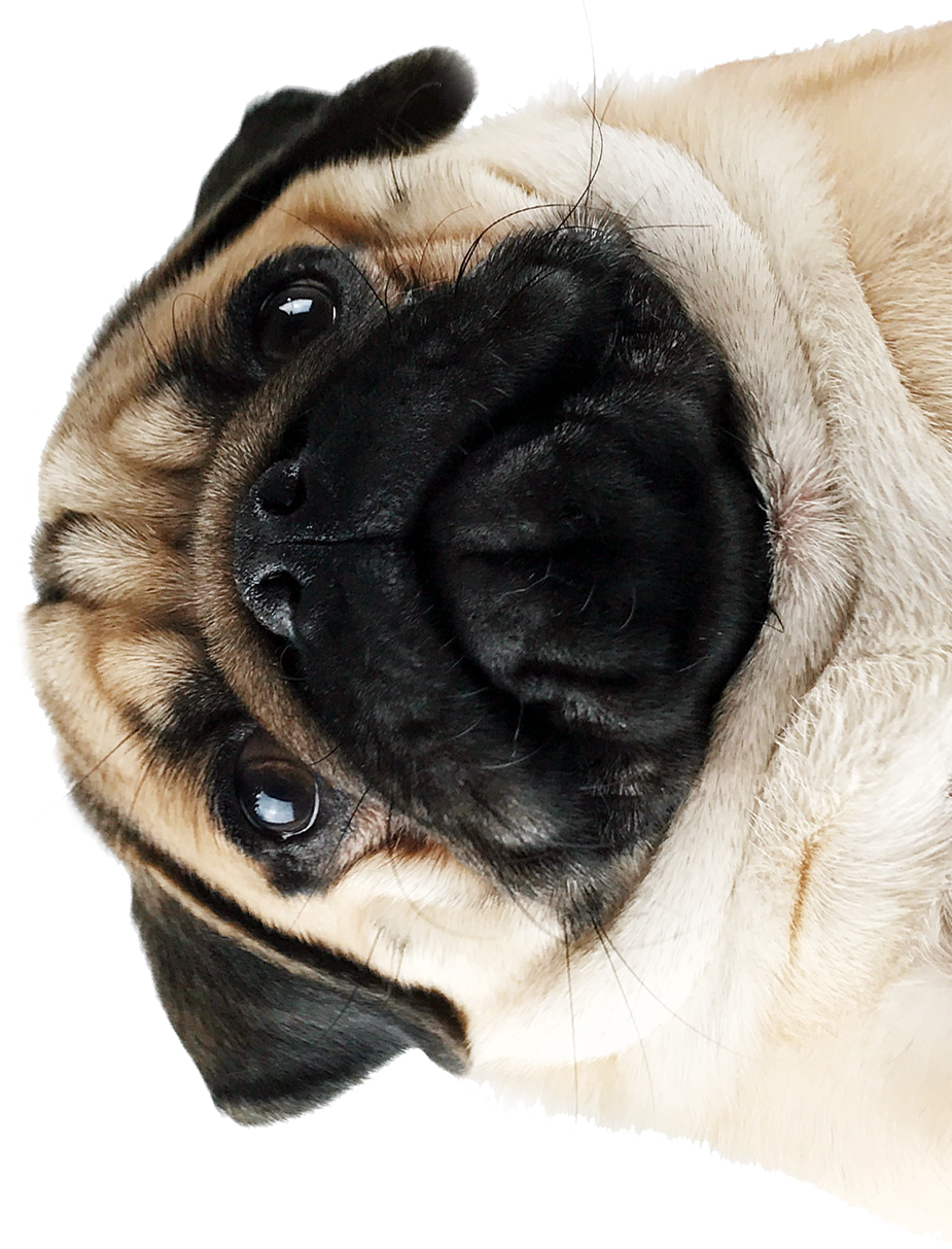 Upside Down Pug Portrait PNG Image