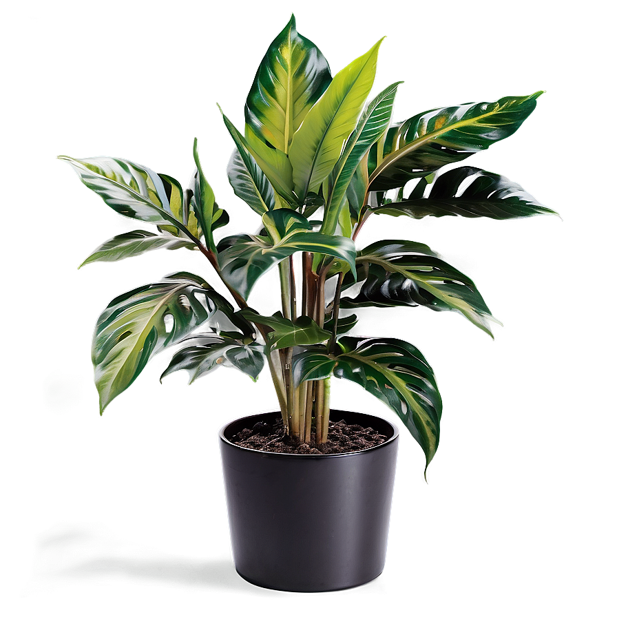 Urban Floor Plant Png Itu PNG Image