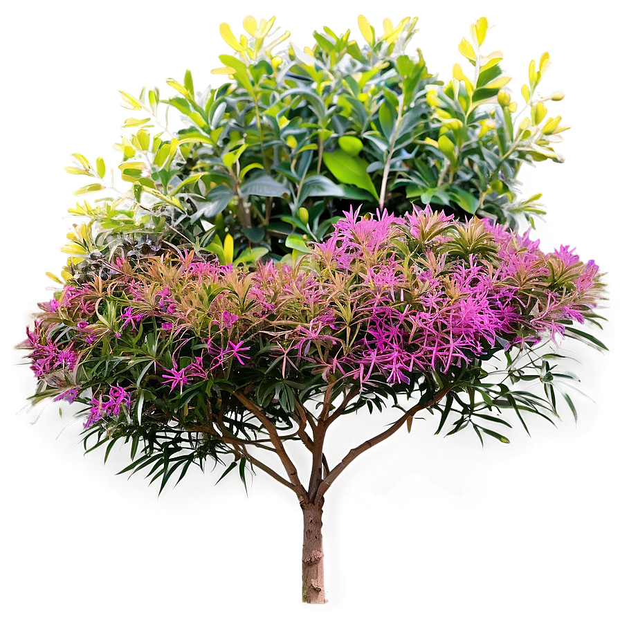 Urban Tolerant Shrubs Png Mrg PNG Image