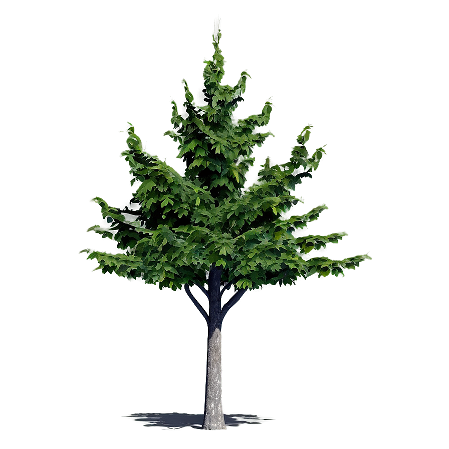 Urban Tree Shadow Png Hbi PNG Image