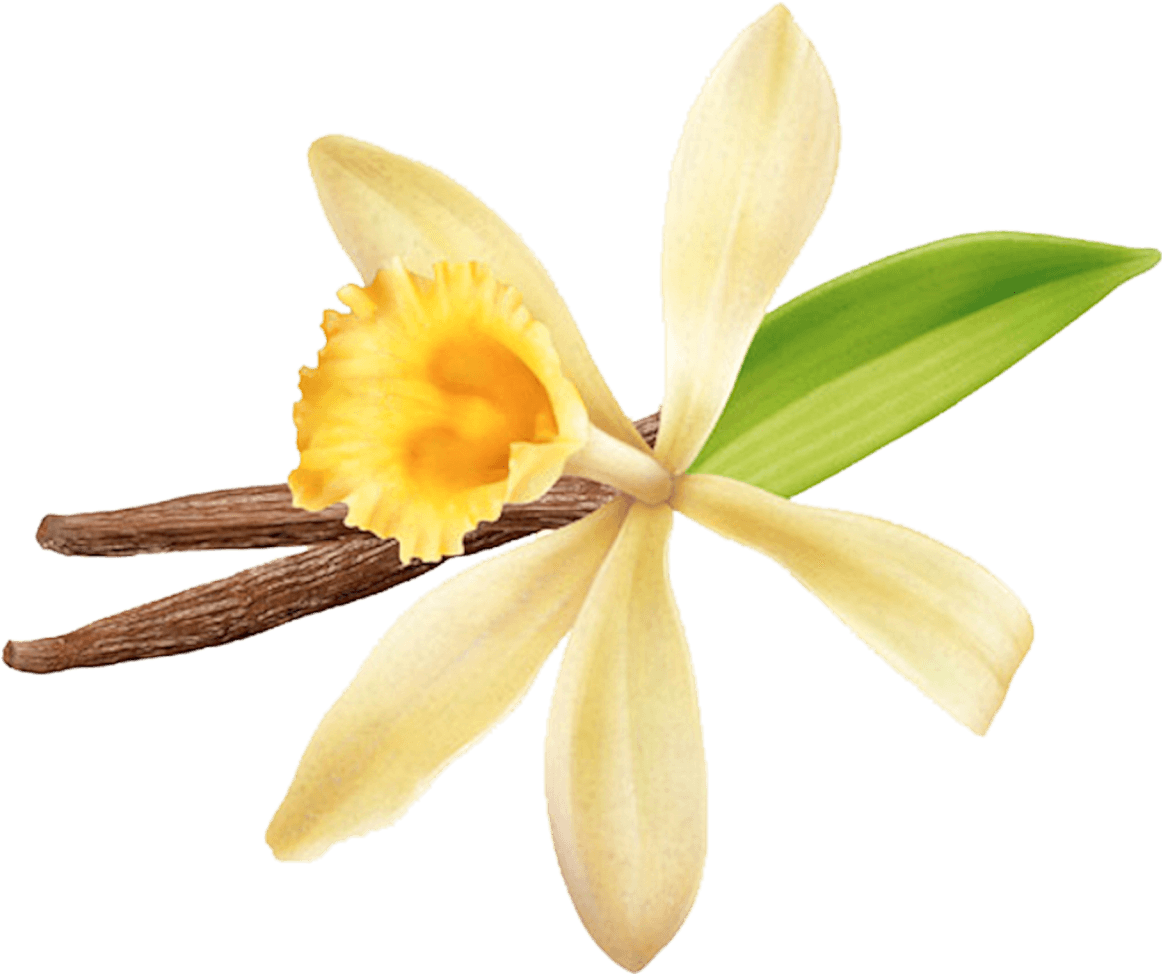 Vanilla Flowerand Beans PNG Image