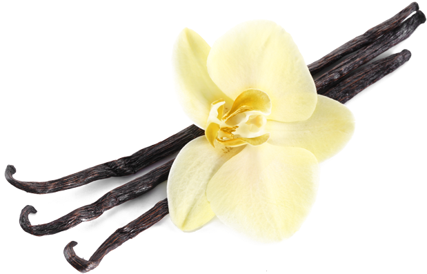 Vanilla Flowerand Beans PNG Image