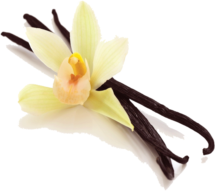 Vanilla Orchidand Beans PNG Image