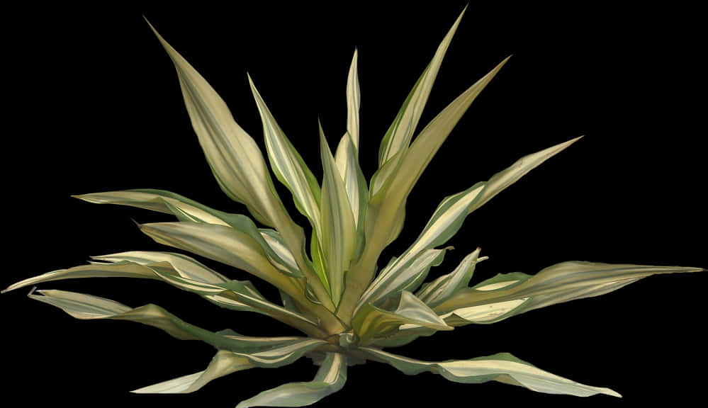 Variegated Agave Planton Black Background PNG Image