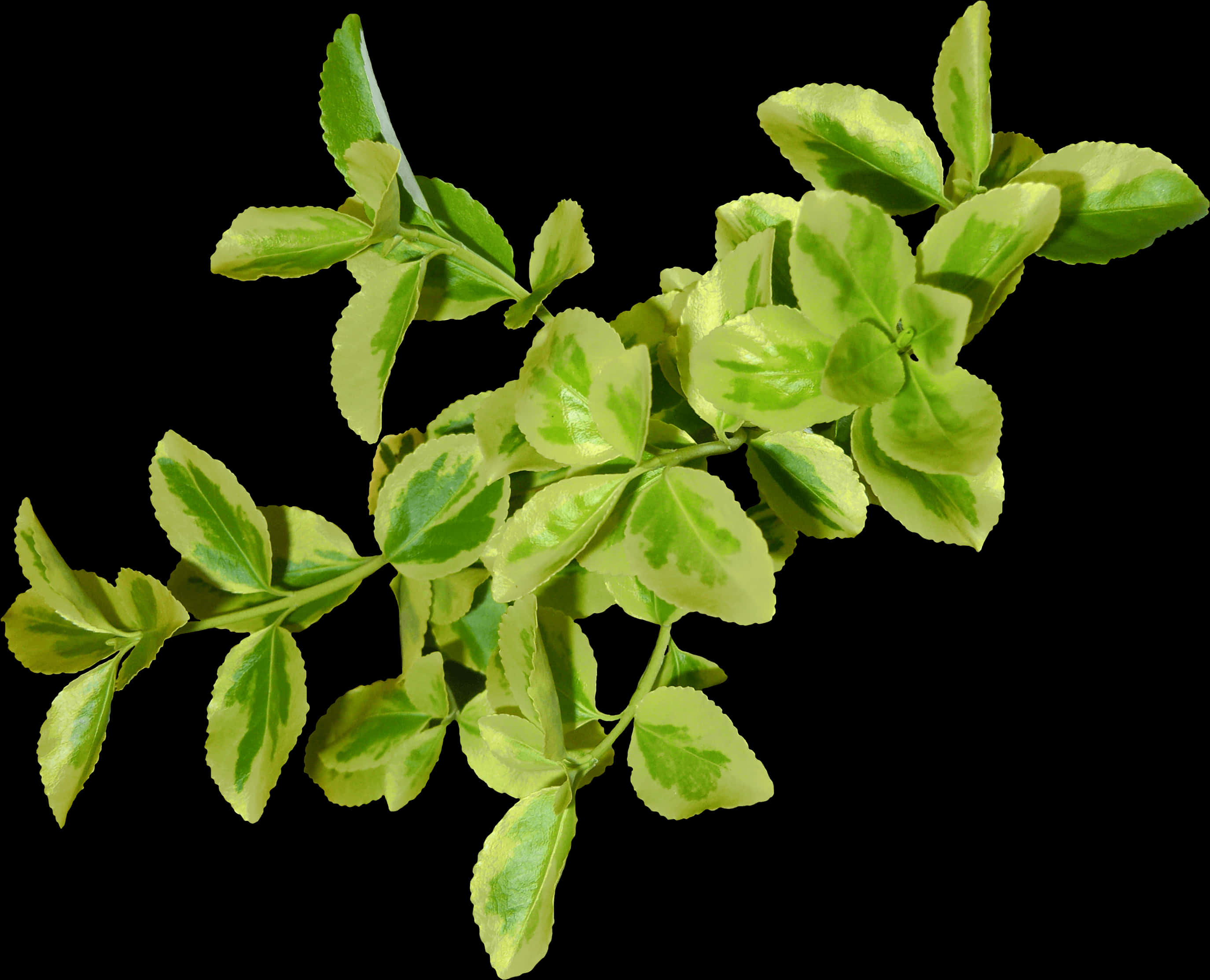 Variegated Green Leaves Branch Black Background.jpg PNG Image