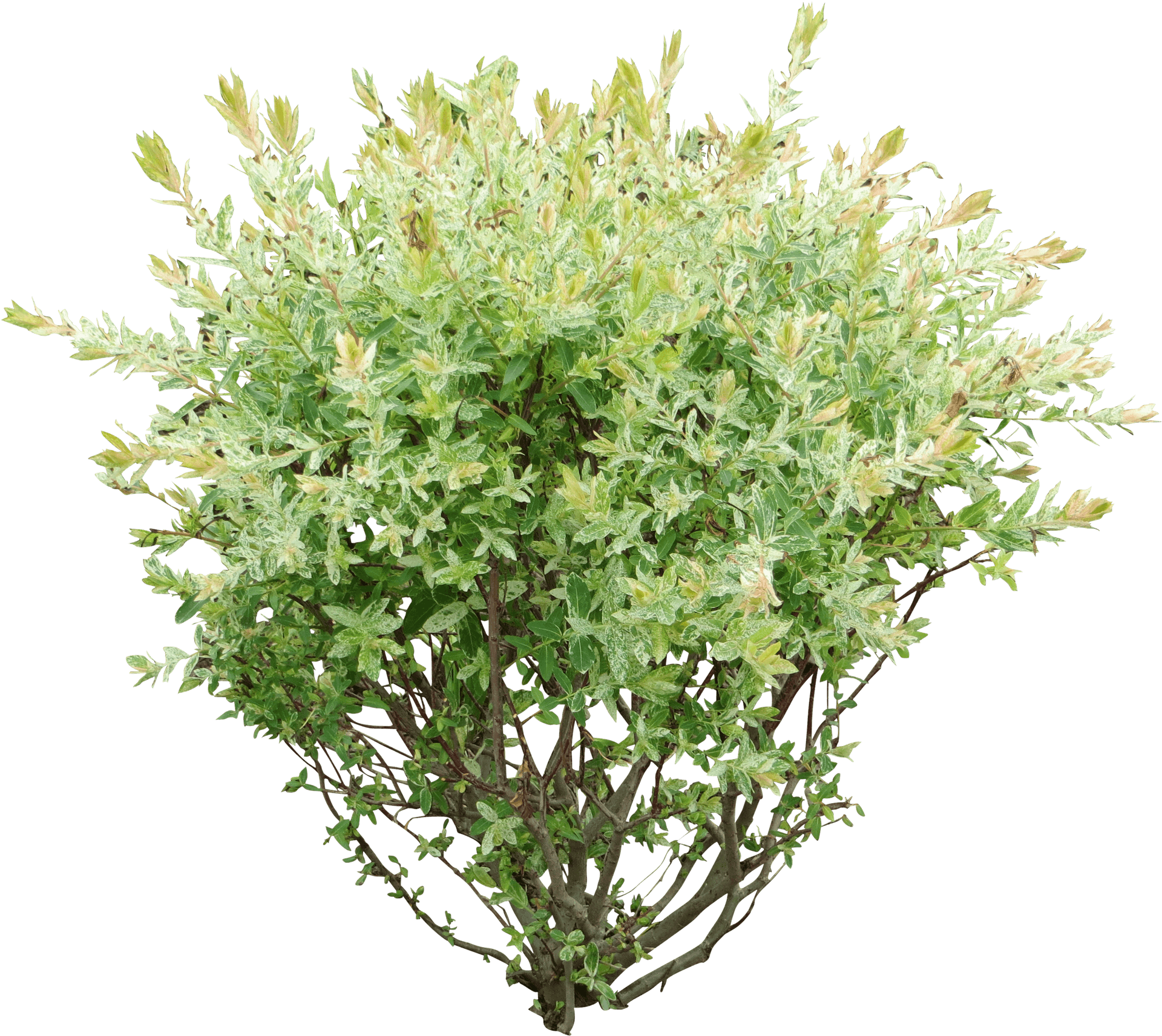 Variegated Green Shrub Isolated PNG Image