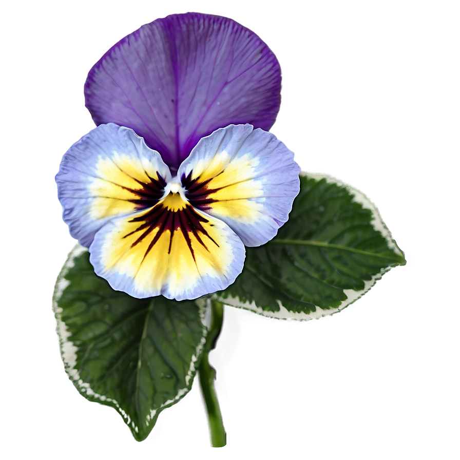 Variegated Pansy Png 06232024 PNG Image