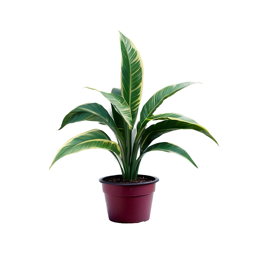 Variegated Plant Png 45 PNG Image