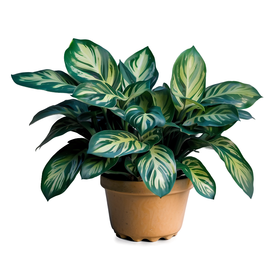 Variegated Plant Png Oej PNG Image