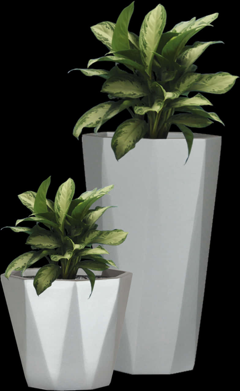 Variegated Plantsin Modern Pots PNG Image