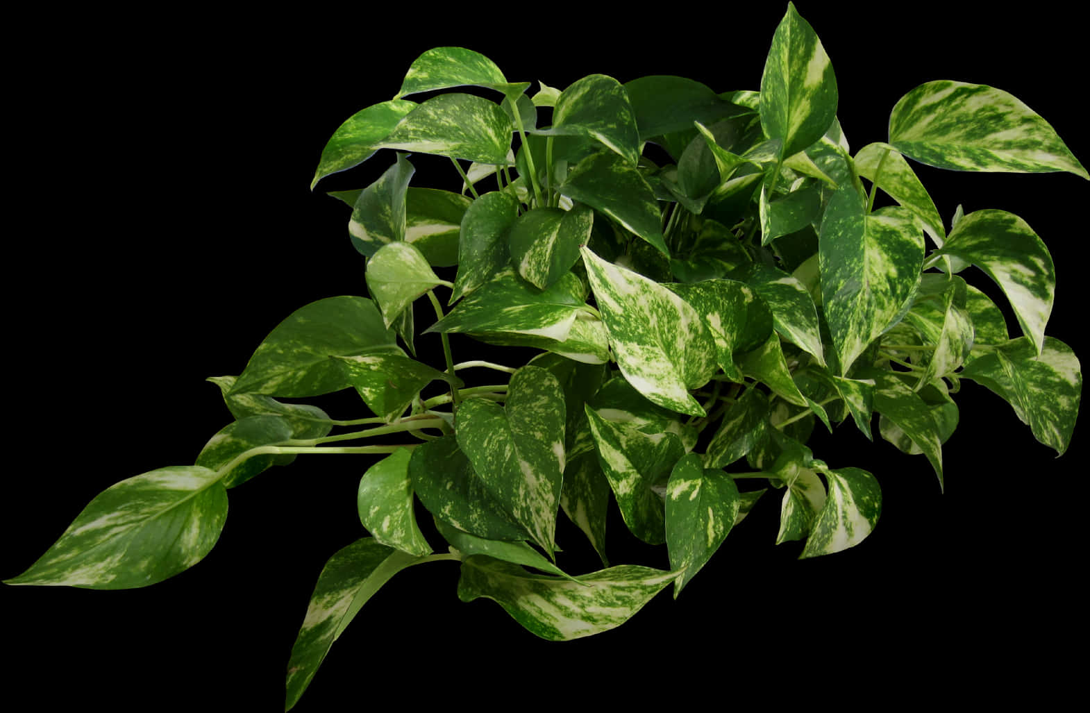 Variegated Pothos Planton Black Background PNG Image