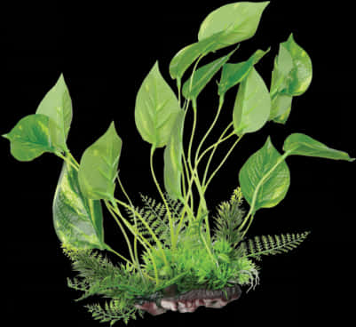 Variegated Pothosand Ferns Arrangement PNG Image